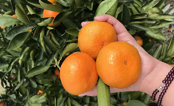 邵陽諸多農(nóng)特產(chǎn)的發(fā)源地 關(guān)于家鄉(xiāng)的雪峰山你了解多少？