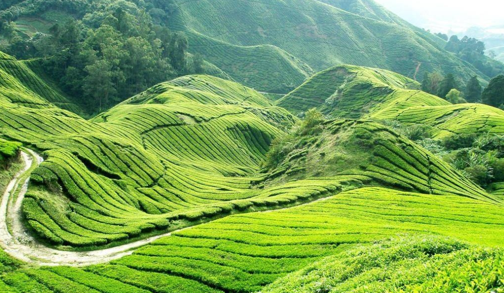 邵陽諸多農(nóng)特產(chǎn)的發(fā)源地 關(guān)于家鄉(xiāng)的雪峰山你了解多少？